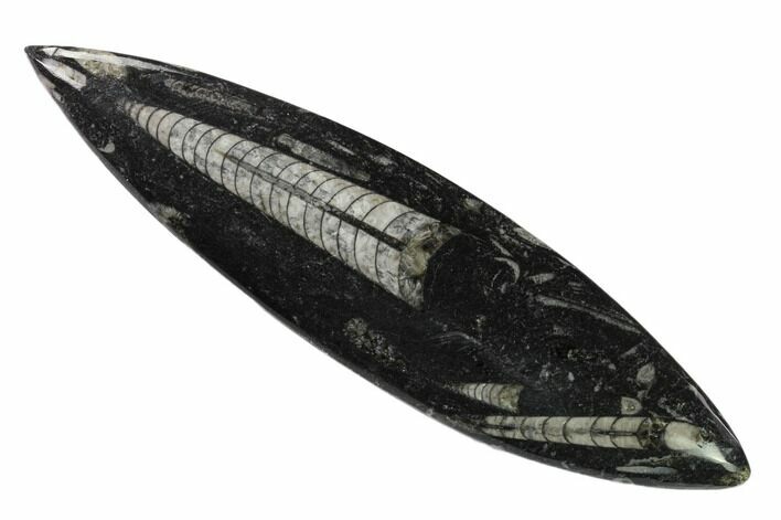 Polished Fossil Orthoceras (Cephalopod) - Morocco #138387